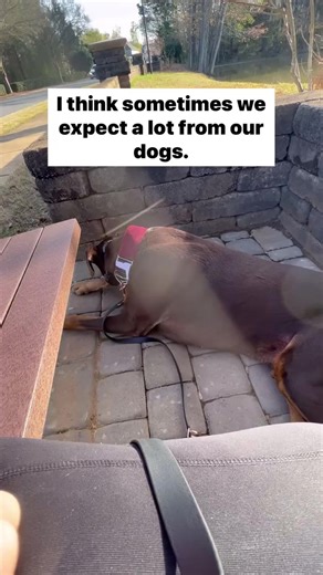 24K views · 327 reactions | I truly believe that every dog can...