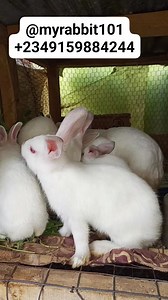 18 reactions | Join us Rabbit Farming Business | Farming Tech& Business | Facebook