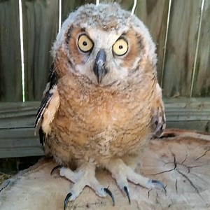 69K views · 10K reactions | PLEASE SHARE!!! This is true of ALL birds, not just raptors. | CLAWS, Inc. | Facebook