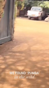 👑✨️🇳🇮🇰🇪 Nuestra reina universal continúa en Kenia, donde tuvo un encuentro con "Pumba" 🐗 y elefantes 🐘. Sheynnis Palacios Cornejo, Miss Universe 2023 #MU #MissUniverse #MissUniverse2023 #SheynnisPalacios #Nicaragua #Kenya | Centroamericanas Rumbo a Miss Universo