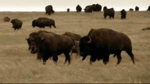 New hands-on program aims to teach students about bison