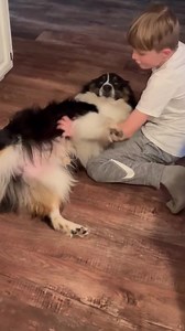 2.1K views · 135 reactions | Charlie Chap | 1-2 years | Male | Australian Shepherd Official Wiggle Butt here! This guy absolutely loves kids! Such an amazing boy! Check out Charlie Chap’s bio and apply today! www.woofgangrescue.com/charlie-chap | Woof Gang Rescue | Facebook