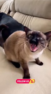 5M views · 100K reactions | When your nap gets violently interrupted  The cat did NOT sign up for this! #CatVsDog #PetDrama #FartAttack #AngryCat #DogProblems #CatLife #PetHumor #FunnyPets #AmericanPets #ViralPetVideo #ComedyPets #CatRevenge #DogFart #RelatablePets | Mommy Kilong | Facebook