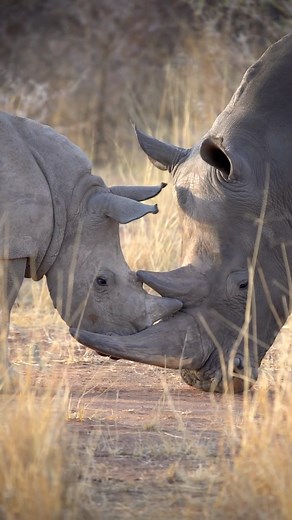 18K views · 14 reactions | “White rhinoceros with its little rhinoceros 憐 One of the largest land mammals in the world in a moment of tenderness 珞 Thanks to nature for this incredible moment, it still gives me chills ✨”  and words @greenwoodantony  Namibia Www.africansafarimag.com #africansafari #africansafarimag #luxurysafari #africansafariconservation #rhino | African Safari Mag | Facebook