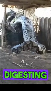 Python Swallows Cow! 🐍🔥