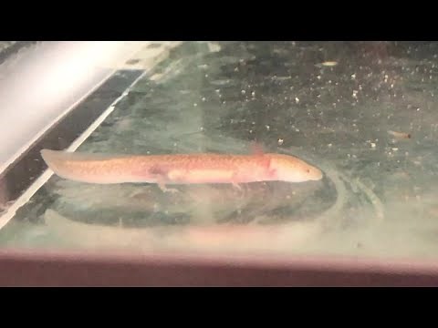 A blind salamander at UT Austin