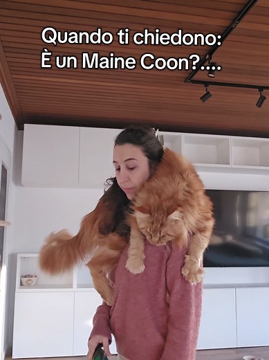 Coccoburro: Il Gatto Coozzacat Incantevole