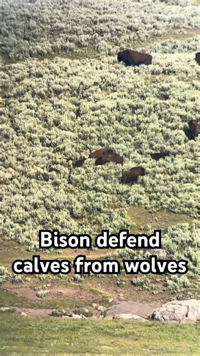Bison Defend Calves from Wolves