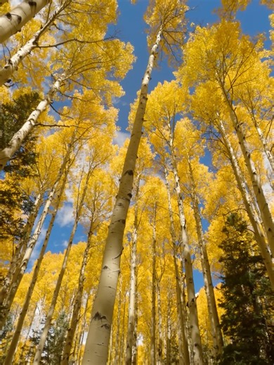 Scene Select on Reels