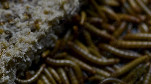 The Mealworm is a species of Darkling Beetle used to feed pets like fish, snakes, birds, and frogs; also called the Mealworm Beetle, with four stages of its lifecycle, egg, larva, pupa, and adult.