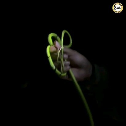 Released a Asian vine snake was done by Gung Adi and Arius Oriental Whip snake Mildly venomous. Its venom is too weak to affect humans. Ahaetulla prasina memiliki bisa Toksisitas Racun: Lemah. Meskipun ular ini dianggap sebagai ular bertaring belakang dan berbisa lemah, ia tidak terlalu berbahaya bagi manusia. Pelepasliaran seekor ular pucuk kembali ke alam liar berhasil dilakukan oleh Gung Adi dan Arius #Ahaetullaprasina #Orientalwhipsnake #Asianvinesnake #Boieswhipsnake #Guntherswhipsnake #Ula