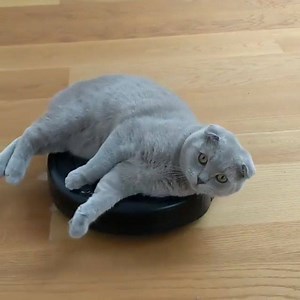 When your Roomba® robot vacuum and cat join forces to create the ultimate cleaning machine. Thanks for sharing, @sweetsalty_catbuns! | iRobot