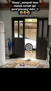 20K views · 289 reactions | "Empus pinter ekting' pura"pincang',,!! 藍藍藍 #video #cat #catty #cutte #catlover #viral #kucingpinter #real #kucinglucu #interaksi #instagram #fbpro #fyp #fbprofesional #jangkauanluas #sosialmedia #publik @sorotan | Alamsyah Alamsyah | Facebook