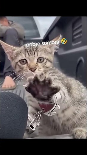 #pobre #sombra 😂#viral #video #humor #destacado #tendencia #seguidores #gracias #Dios#todo #poderoso