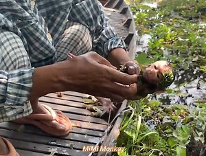 Poor Woman Near Lake Rescues Baby Monkey Down In Lake | MiMi Monkey