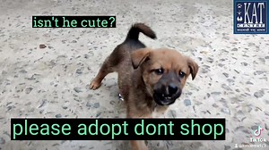 1.1K views · 108 reactions | Ongoing rescue and treatment program: A success story! | KAT Centre | Facebook