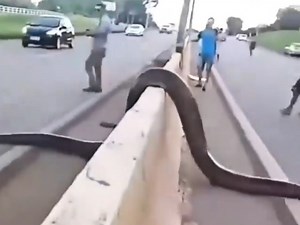 Azgar Ka Video: जंगल से निकलकर हाइवे पार करने लगा विशाल अजगर, देखते ही रुक गई गाड़ियां | देखें वीडियो