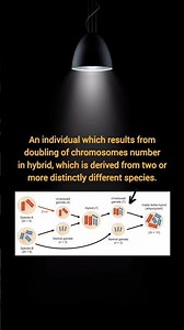 Allopolyploid #botany #botanynotes