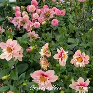 #dahlia 🥰 #dahliaflower | Garden Idea