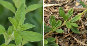 6 Differences Between Jamaican Oregano And Italian Oregano | Micro Farm Guide