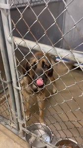 15K views · 394 reactions | All four of our pups that either tested positive for Parvovirus, or were showing symptoms, are all up wagging tails this morning! Please excuse the dirty kennels as this is when staff had just arrived. Thank you ALL for supporting these precious pups in their journey back to health! | The Animal Protection League Inc., Indiana | Facebook