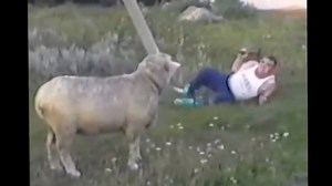 Compilation of angry goat, angry sheep, rammed by sheep, rammed by goat, goat attack | Animals Funny