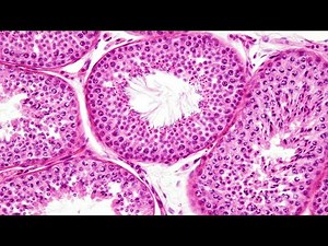 Human Physiology - Reproduction: Male Sexual Response