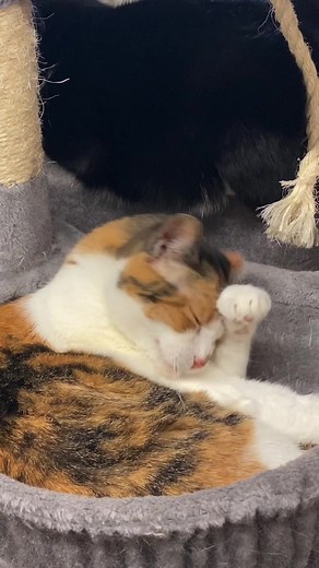 Splish Splash the Furballs are taking a bath🛁🐾 | Furball Farm Cat Sanctuary