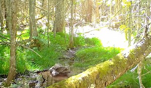 Did you know that some of the most common prey items for Barred Owls in the Lowcountry are amphibians? Eastern North America’s “wood owl,” the Barred Owl (Strix varia) is a species found in mature forests often with a water source close by. It is not uncommon for them to wade into shallow water to grab freshwater amphibians in addition to crayfish, reptiles, and even small fin fish! Check out this trail camera footage of a fledgling Barred Owl bathing in a wetland. | Center for Birds of Prey