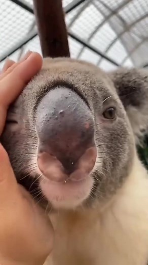 Caress🐨 #KoalaCuteness #KoalaVibes #KoalaLove #KoalaLife #KoalaAdventures #KoalaKraze #SnuggleWithKoalas #KoalaDreams #KoalaCutie #KoalaGoal | Koala The Survivor