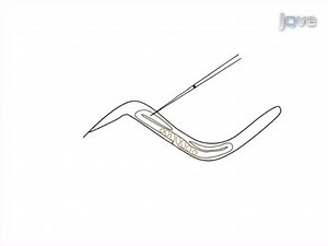 Time-lapse Microscopy of Early Embryogenesis in Caenorhabditis elegans
