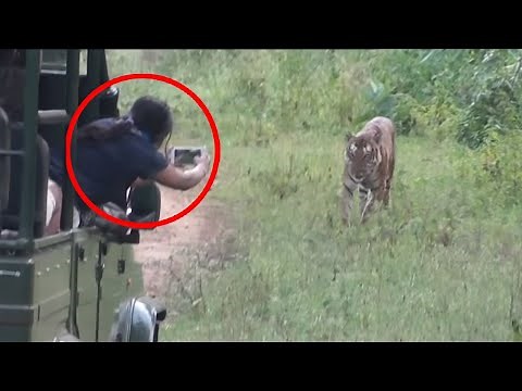 6 Tiger Encounters You Should Never Watch