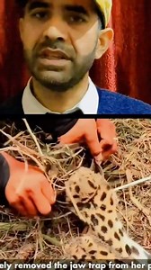 Snaring Of Wildanimals Is Crime.... #wildlife #wildanimals #trapping #leopard #naturelovers | Mohd Mubark Chougatta