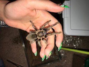 Aphonopelma seemanni Correction Video