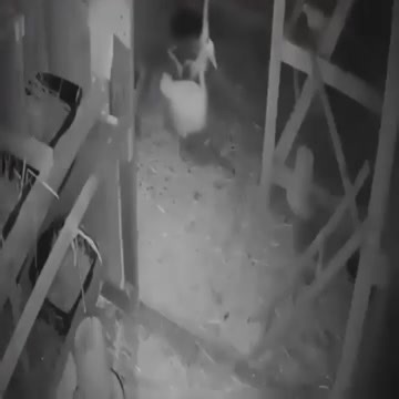Fox Steals Chickens In Barns | Soul