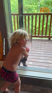 Wild bear cubs come face-to-face with kids in Gatlinburg