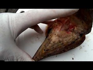 Toe necrosis and digital dermatitis in a cow