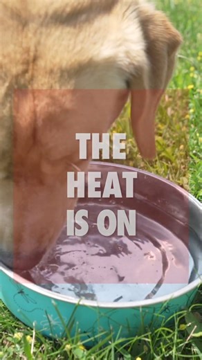 It's Getting HOT HOT HOT! #dogs_of_instagram | McCann Professional Dog Trainers