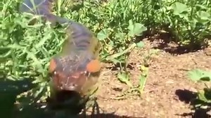 Close-up of giant python attacking crocodile | Nature Agry | Facebook