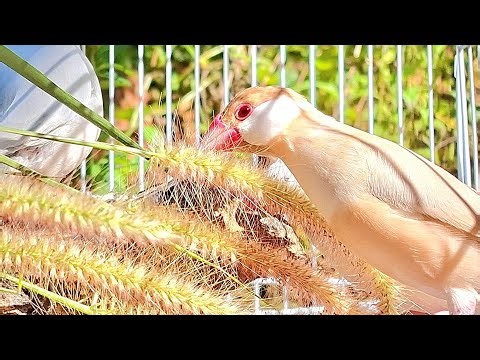 Java finch nature bird sounds : This video will make your bird relax and not lonely.