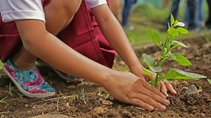 Kunci Jawaban Bahasa Inggris Kelas 6 Halaman 160 Kurikulum Merdeka, Worksheet 6.2 Menanam Kecambah - Tribunmadura.com