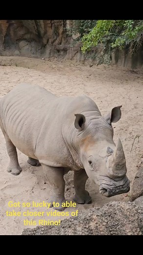 Rhinoceros at Houston Zoo #Rhinoceros #rhino #herecomestherhino #animals #animalconservation #fypシ゚viralシ | Vie Perez