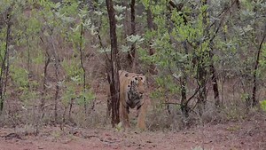 302K views · 2.2K reactions | நண்பர்களே நமது அடுத்த மகாராஷ்டிரா தடோபா...