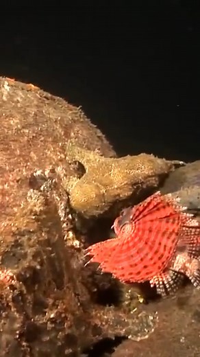 The giant frogfish, known for its camouflage abilities, can change color and texture to blend in with its surroundings, making it a skilled predator. Despite the lionfish's venomous spines and aggression, the frogfish has developed a successful strategy to hunt them. #frogfish #lionfish #camouflage #predator #Scubazoo #SZtv | SZtv