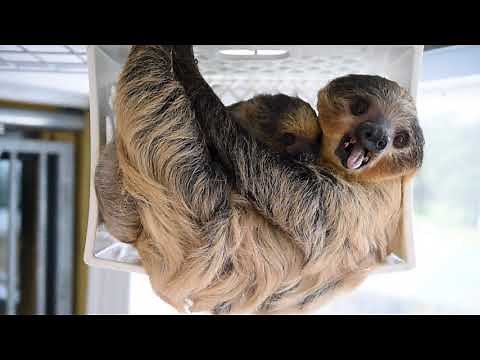 Foxes, sloths and a puma, oh my! Creature Conservancy home to exotic critters