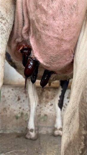 Cow Milking Process | Fresh Milk Collection