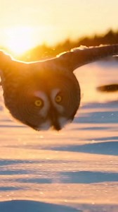 Silent golden hour in the snowy Carpathian's, a white #owl and a hidden fox. | Ira Krasotkina