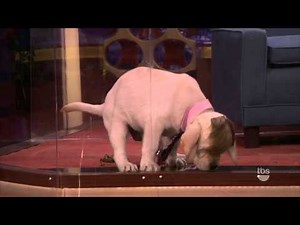 What You Missed: Adorable Puppy’s Humiliating Accident on ‘Conan’!