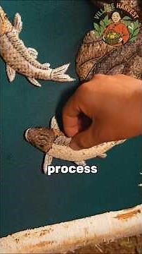 From fish skin to flawless flowers—crafting nature’s leftovers into breathtaking art. 🎨🐟🌸