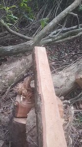 1.2M views · 6.2K reactions | Saiz 1x3, Stihl 070.. #stihl #belahkayu #portableguidemill #chainsaw | Kelompok Pemecah Kayu DESA. | Facebook